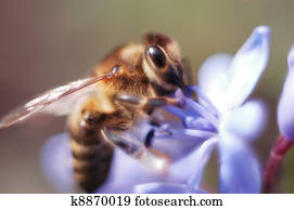 Extreme close-up of a bee