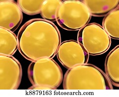 Fat cells Fat cells