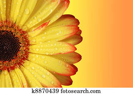 Gerber Daisy Gerber Daisy