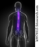 highlighted human spine highlighted human spine