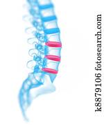 highlighted vertebrae highlighted vertebrae