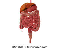 Human digestive system Human digestive system