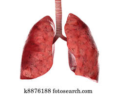 human, pulmões, e, trachea