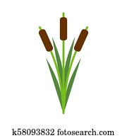 Reeds isolated. Pond plant on white background. Vector illustration Reeds isolated. Pond plant on white background. Vector illustration