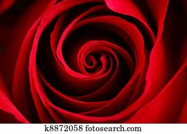 rose rose