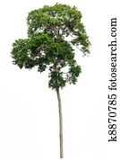 tropical tree isolated tropical tree isolated