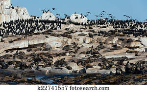 Cape fur seals on Seal Island