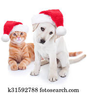 Christmas Pets Dog and Cat Christmas Pets Dog and Cat