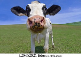 cow cow