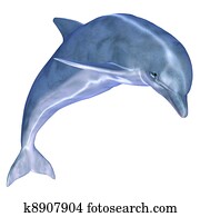 Dolphin Dolphin