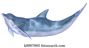 Dolphin Dolphin