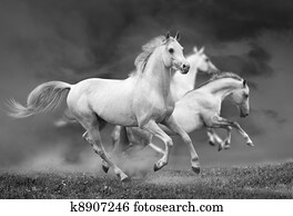 horses run horses run
