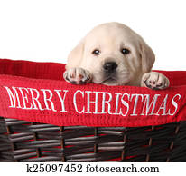 Merry Christmas puppy Merry Christmas puppy