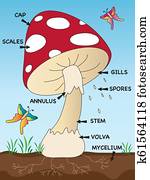 mushroom structure mushroom structure