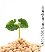 Soybean sprout isolated on white background Soybean sprout isolated on white background