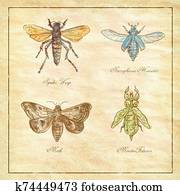 Spider Wasp, Moth, Necrophorus Humator beetle, Mantis Foliatus Vintage Collection Spider Wasp, Moth, Necrophorus Humator beetle, Mantis Foliatus Vintage Collection
