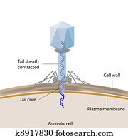 bakteriophage, infecting, bakterien bakteriophage, infecting, bakterien