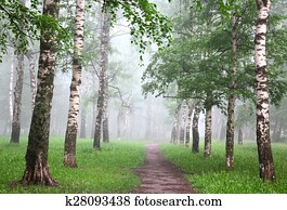 Early morning in mist birch grove
