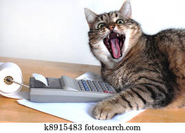 gato, perto, calculadora