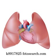 Human lungs and heart Human lungs and heart