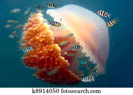 mosaic jellyfish mosaic jellyfish