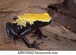 yellow and black poison dart frog