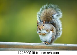 Eastern Grey Squirrel (Sciurus carolinensis) Eastern Grey Squirrel (Sciurus carolinensis)