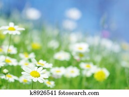 spring flowers spring flowers