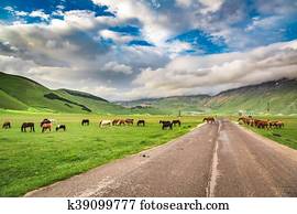 bonito, cavalos, em, montanha, fazenda, itália