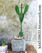 Cactus Cactus