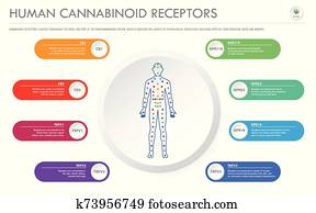 Human Cannabinoid Receptors horizontal business infographic Human Cannabinoid Receptors horizontal business infographic