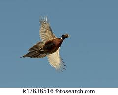 Rooster Pheasant Rooster Pheasant