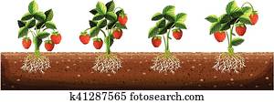 Strawberry plants in the farm Strawberry plants in the farm