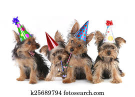 aniversário, tema, terrier yorkshire, filhotes cachorro, branco