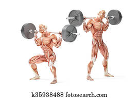 Barbell Squat Exercise. Anatomical 3D illustration. Isolated with clipping path Barbell Squat Exercise. Anatomical 3D illustration. Isolated with clipping path