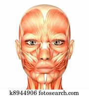 Female Face Anatomy Female Face Anatomy