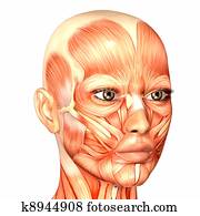 Female Face Anatomy Female Face Anatomy