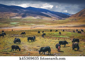 Yak Photos | Our Top 1000+ Yak Images | Fotosearch