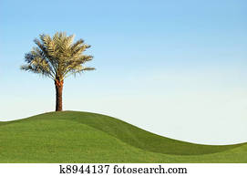 Palm dates Palm dates