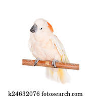 The salmon-crested cockatoo on white