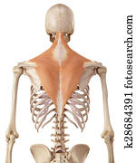 The trapezius The trapezius
