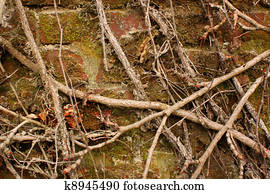 Vines Vines