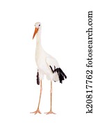 White Stork on white.