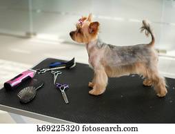 Yorkshire terrier at a dog grooming salon Yorkshire terrier at a dog grooming salon