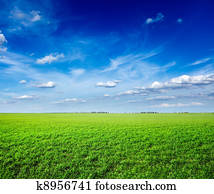 Field of green fresh grass under blue sky