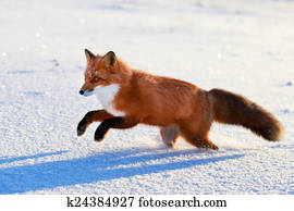 fox fox