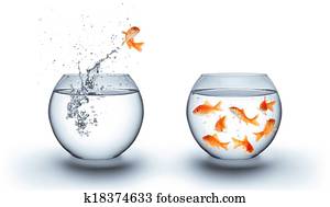 goldfish jumping out of the water 