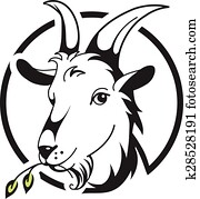 Head of goat on white background Head of goat on white background