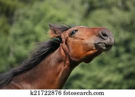 heureux, brun, poulain, portrait