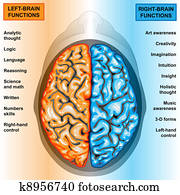 Human brain left and right function
